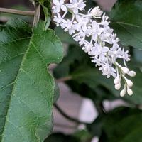 キキョウ,タマスダレ,我が家の今朝のお花さんたち♡,ルエリア白,ピンクジュズサンゴの花の画像