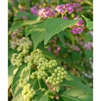 コムラサキ,コムラサキ,花のある暮らし,お散歩道の画像
