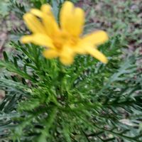 ユリオプスデージーの画像