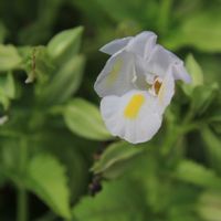 トレニア,ハナウリクサ,庭の花,庭の画像