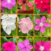 ニチニチソウ,裏庭,癒し,花のある暮らし,庭の画像