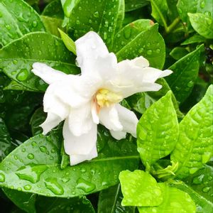 クチナシ,お花を楽しむ,お出かけ先の画像