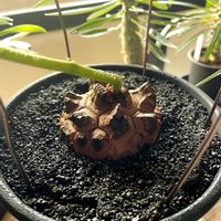 亀甲竜,アフリカ亀甲竜,観葉植物,ディオスコレア属,プレステラの画像