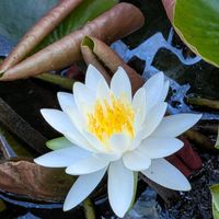 ハス,花のある暮らし,花いろいろ,姫路好古園,お花の癒しの画像