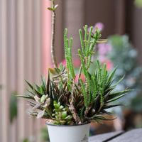 多肉植物,ベランダガーデニング,多肉植物のある暮らし,癒し…♡,多肉大好き❤️の画像