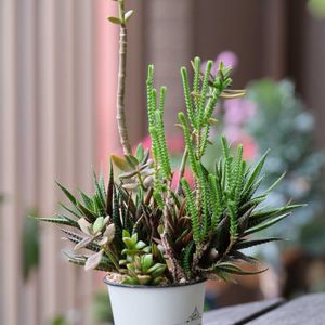 多肉植物,ベランダガーデニング,多肉植物のある暮らし,癒し…♡,多肉大好き❤️の画像