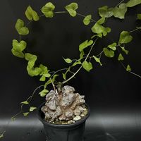 多肉植物,観葉植物,塊根植物,コーデックス,ディオスコレア属の画像