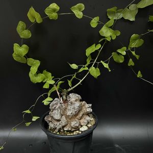 多肉植物,観葉植物,塊根植物,コーデックス,ディオスコレア属の画像