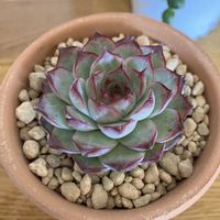 エケベリア,多肉植物,Rose Queen Hybの画像
