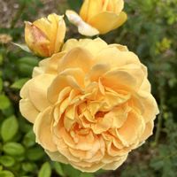 バラ,GSのみなさんに感謝♡,幸せの黄色いお花,GSミニモニ。,ありがとう♡嵐♡の画像