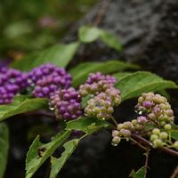 コムラサキ,自然観察,グラデーション,雨の日散策の画像