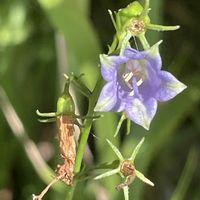 ツリガネニンジン,山野草,里山,キキョウ科,お出かけ先の画像