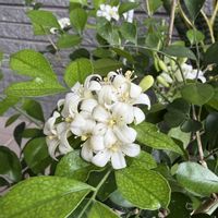 ゲッキツ(シルクジャスミン),アオツヅラフジ,ダイソー産,今日のお庭,やっぱり白花の画像