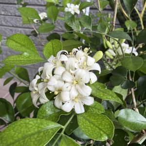 ゲッキツ(シルクジャスミン),アオツヅラフジ,ダイソー産,今日のお庭,やっぱり白花の画像
