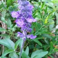 ペンタス パニックタワー,地植え,花のある暮らし,小さい花壇,狭い花壇の画像