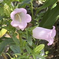カンパニュラ,花壇,ガーデニング,山野草,キキョウ科の画像