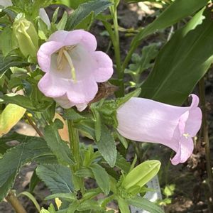 カンパニュラ,花壇,ガーデニング,山野草,キキョウ科の画像