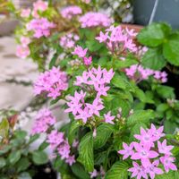 ペンタス,平和を願う☆,小さな庭の画像