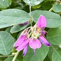 ハギ,ピンクの花,マメ科,さんぽ,日本原産の画像