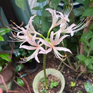 シロバナマンジュシャゲ,シロバナマンジュシャゲ,鉢植え,花が咲いた,庭の画像