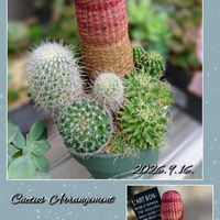 白牡丹,ビアホップ ,サボテン寄せ植え,パリダム,多肉植物の画像