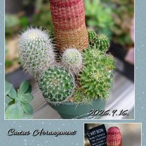 白牡丹,ビアホップ ,サボテン寄せ植え,パリダム,多肉植物の画像