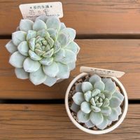 エケベリア,エケベリア 苺の雫,多肉植物,鉢植え,エケベリア属の画像
