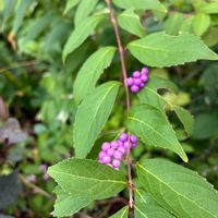 ムラサキシキブ,花のある暮らし,庭の宿根草,前庭,花木と宿根草の庭の画像