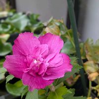 ブーゲンビリア,八重咲ムクゲ,ハイビスカス ❁,挿し木から育てる。の画像