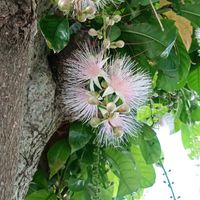 サガリバナ,出かけ先の画像