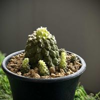 コピアポア ヒポガエア,多肉植物,多肉女子,コピアポア属,頑張れ❗️日本の画像