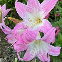 アマリリス,今日の花,晴れた日,GSのみなさんに感謝♡,優しい花色の画像