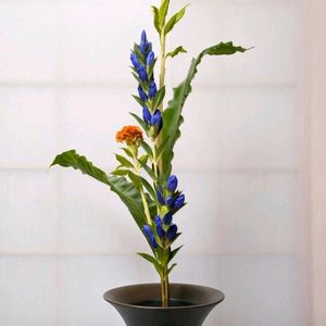 ケイトウ,リンドウ,タニワタリ,切り花,華道の画像