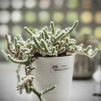 コノフィツム ペルシダム,アボニア アルビシマ ムルチラモーサ,多肉植物,コノフィツム属,アボニア属の画像