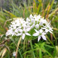 ニラ,青紫蘇,ニラの花,青紫蘇の花,ケラトテカトリロバの画像