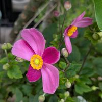 プルメリア,アロマティカス,秋明菊,メドウセージの画像