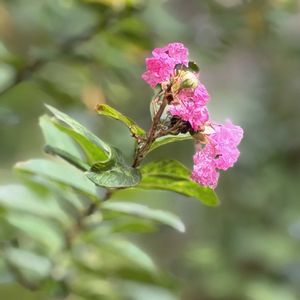 サルスベリ,セイヨウトウキ,アンゼリカ,かわいいな♡,庭園の画像