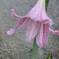 ナンテン,ナンテン,シロスジアマリリス,シロスジアマリリス,シロスジアマリリスの画像