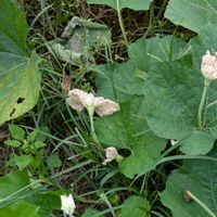 ハギ,プルーン,ブドウ,ユウガオ,かんぴょう(夕顔)の花の画像