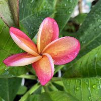 プルメリア,プルメリア,plumeria Lei rainbow,Hawaii産,ALOHAの画像