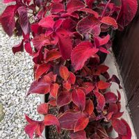 コリウス,植物が好きの画像