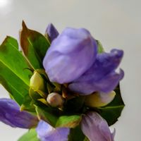 リンドウ,ラセンイ,今日のお花,リビング・ダイニングの画像