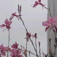 ガウラ,サンパラソル,꒰ღ˘◡˘ற꒱かわゅ~,花のある暮らし,頑張れ熊本！の画像