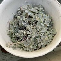 子持ち蓮華の画像