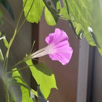 アサガオ,つぶやき,北海道,ありがとう,余談の画像