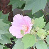 フヨウ,フヨウ,散歩の写真の画像
