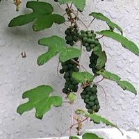 ノブドウの画像