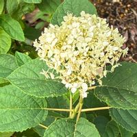 アナベル,アナベル,ピンクアナベル ピンカーベル,花壇,いつもありがとう♡の画像