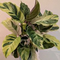 カラテア,カラテア　タイビューティー,観葉植物,熱帯植物,植物のある暮らしの画像