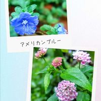 アメリカンブルー,ランタナ,花のある暮らし♡,ウクライナに平和を,武器ではなく花をの画像